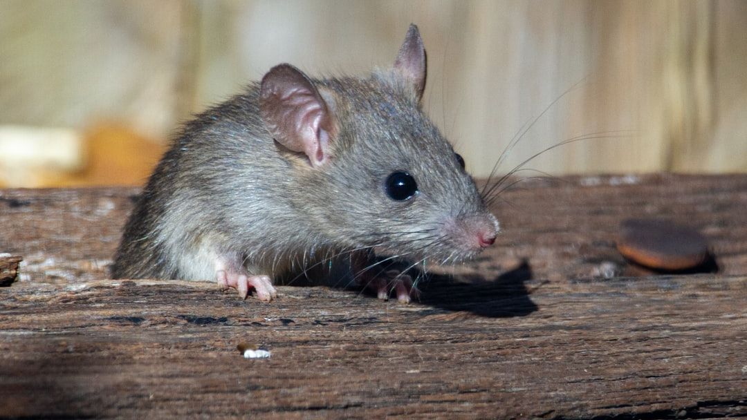Cruise ship hantavirus outbreak highlights persistent food safety risks from rodents