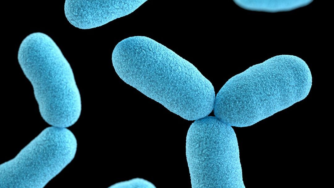 Study highlights major Listeria outbreaks in Italy