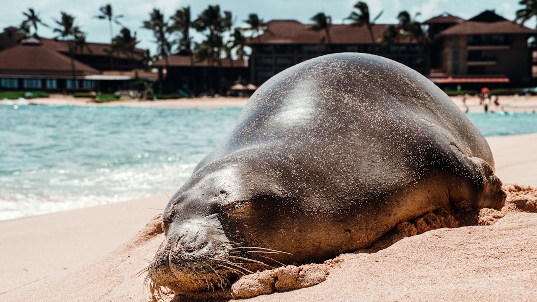 Tourist arrested after viral video caught him hurling rock at endangered seal in Hawaii