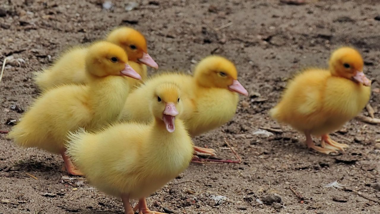Orange County man arrested for animal cruelty, accused of killing duckling