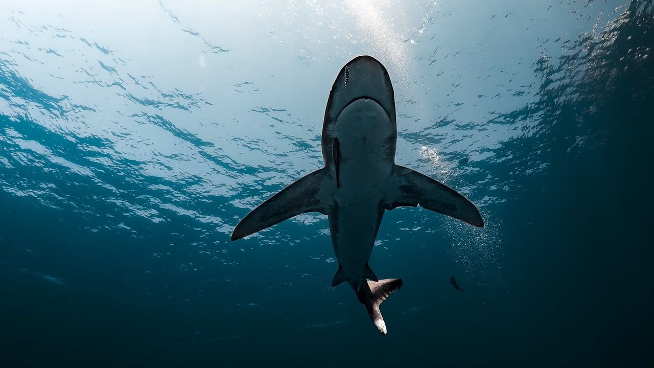 At world’s largest shark conference, scientists warn of a grim outlook across the board