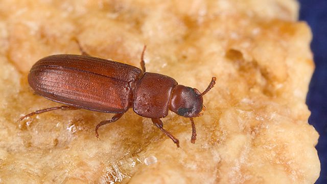 Pantry Pests: 4 Household Staples That Attract Bugs (and How to Seal Them)