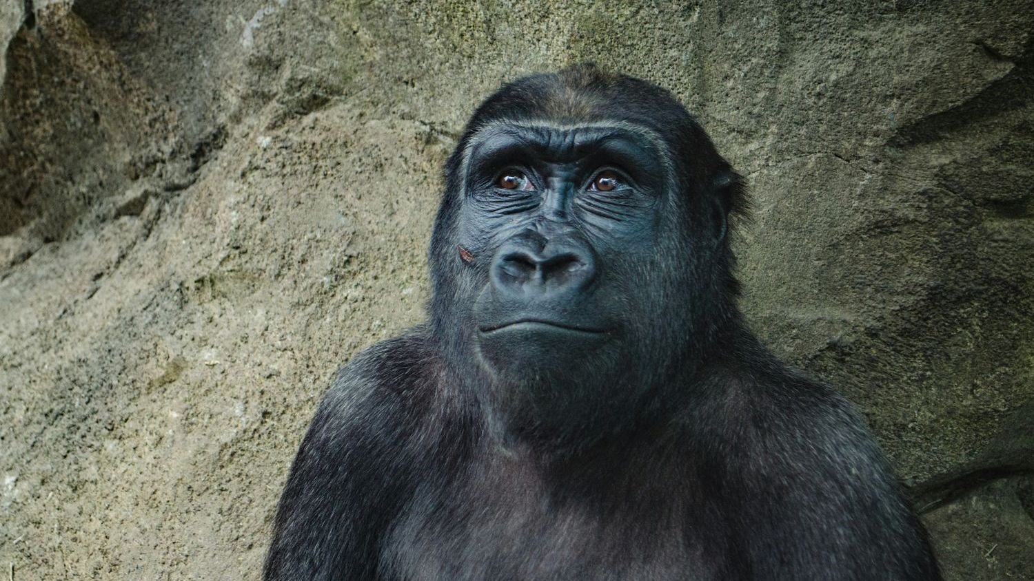 You’ve Heard of Bigfoot… What About Florida’s Skunk Ape?