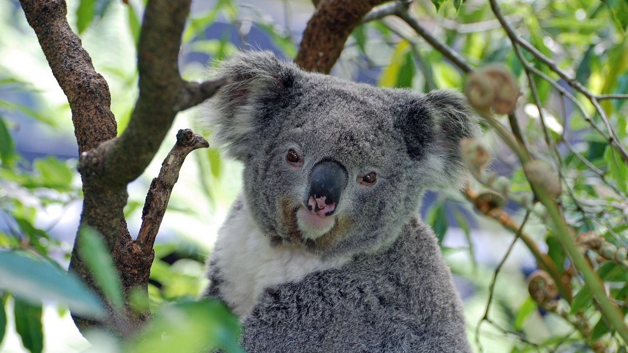 How AI could save koalas