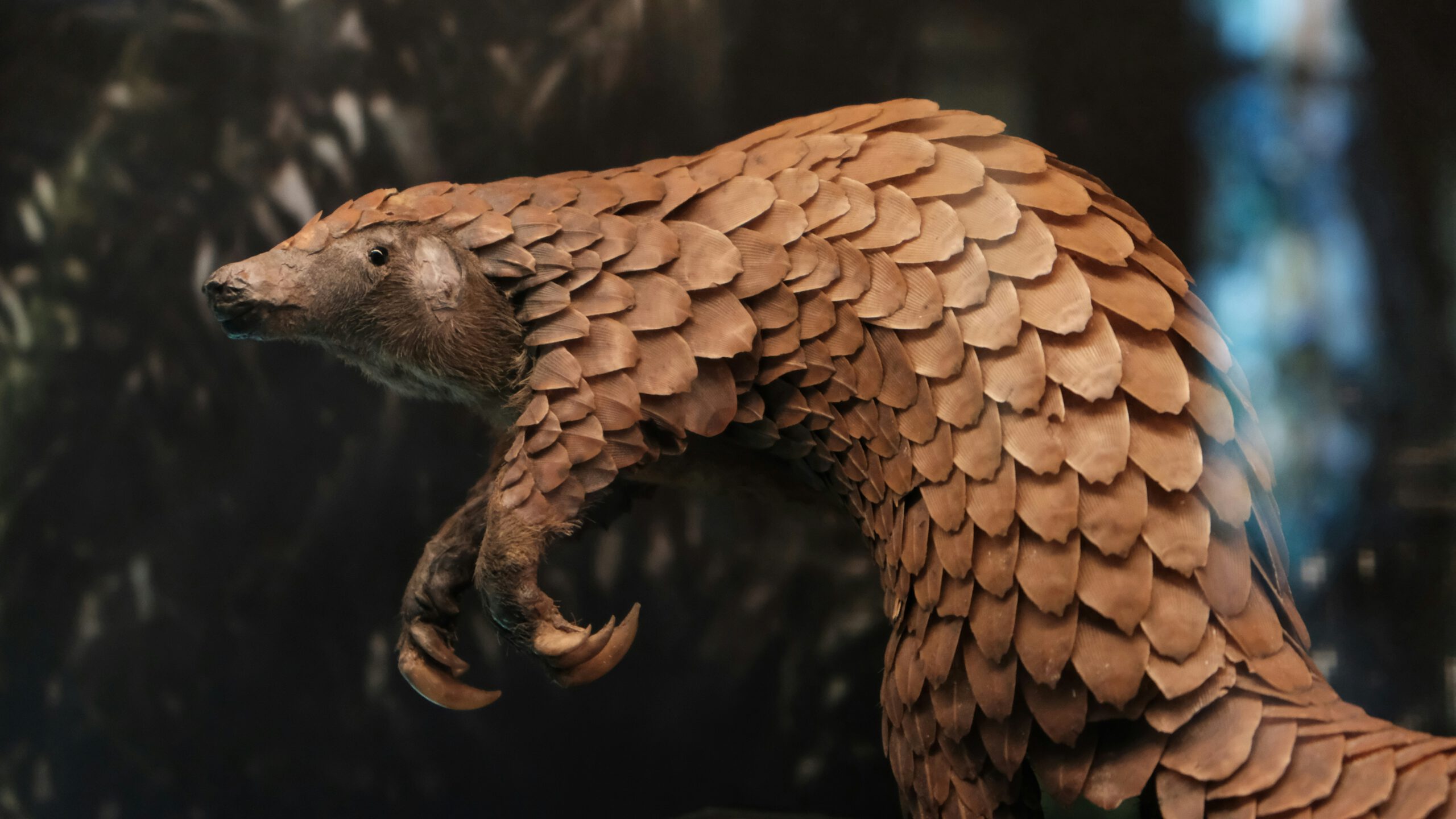 Illegal wildlife trade in Himalayan countries threaten mountain ecosystem
