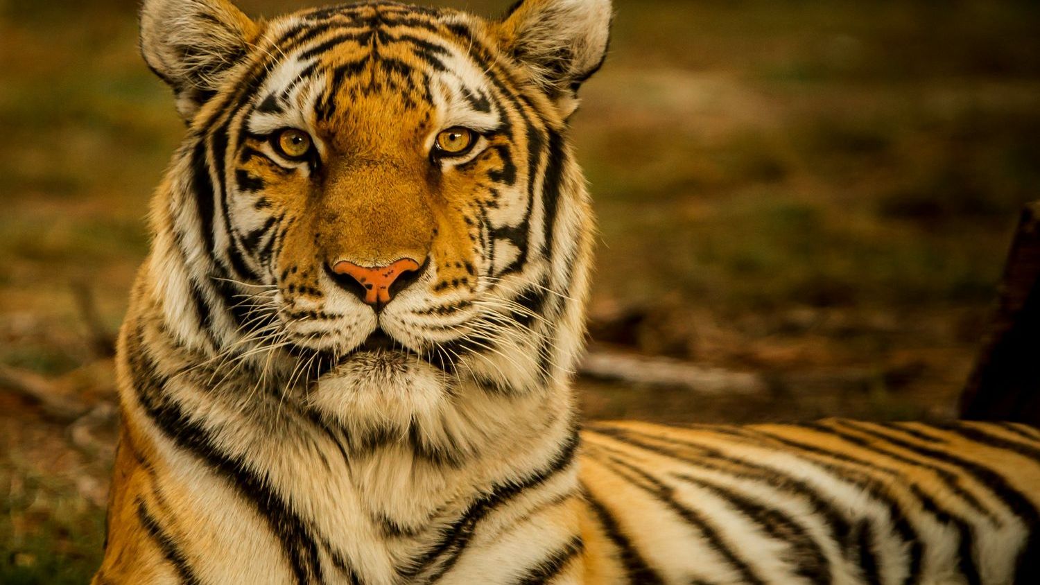 Endangered Species Day highlights wildlife wins — and mounting losses