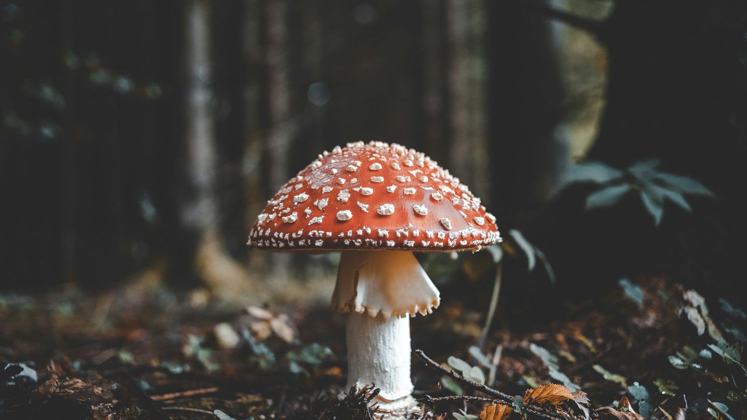 California wild mushroom outbreak has killed four