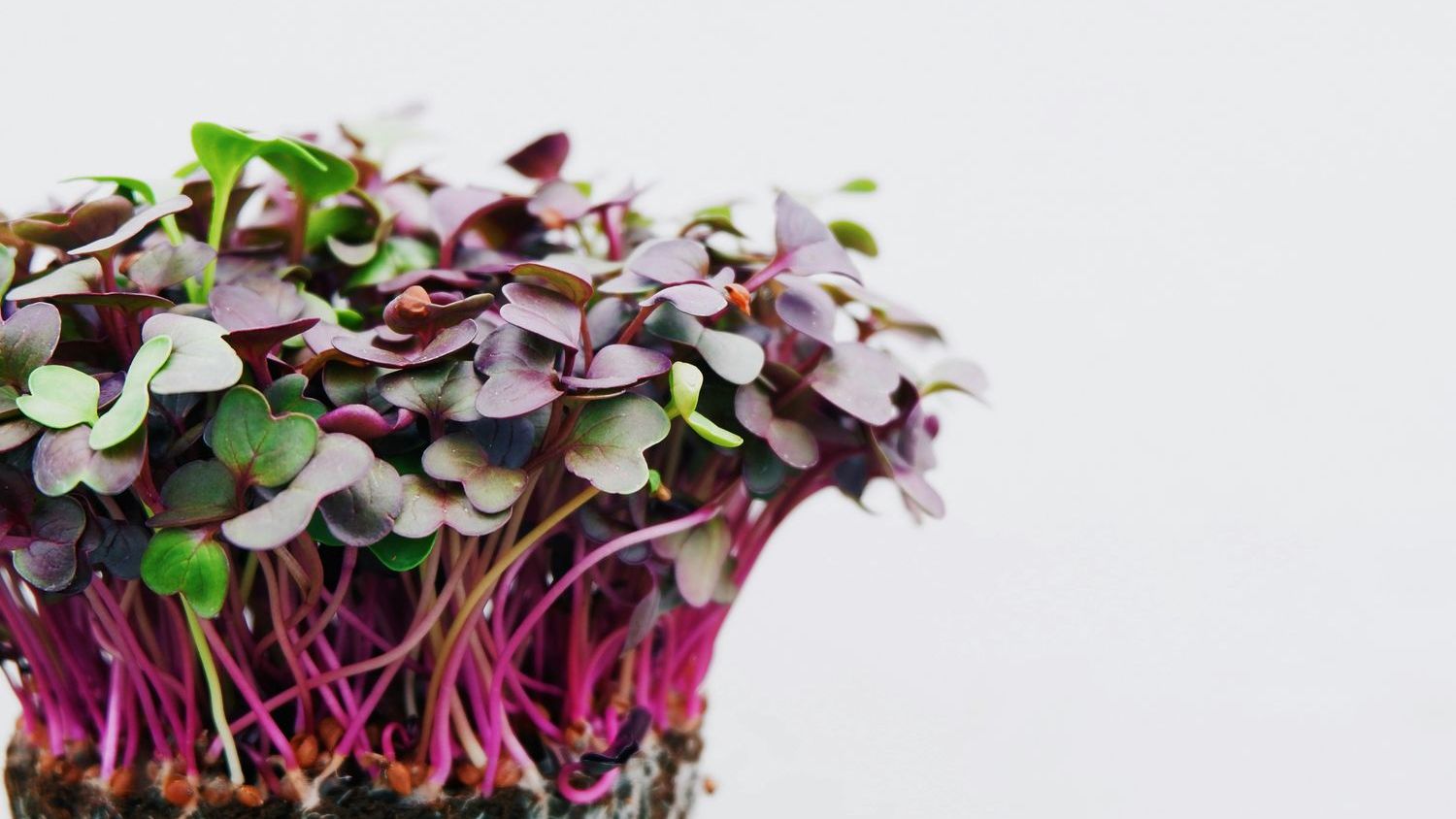Microgreens recalled in Canada because of E. coli contamination