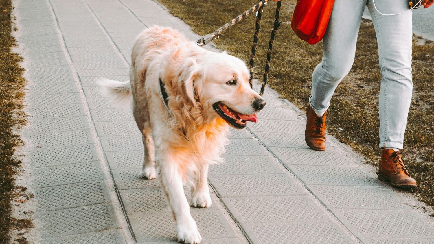 Walking Older Dogs: 5 Safe Adjustments for Their Routine