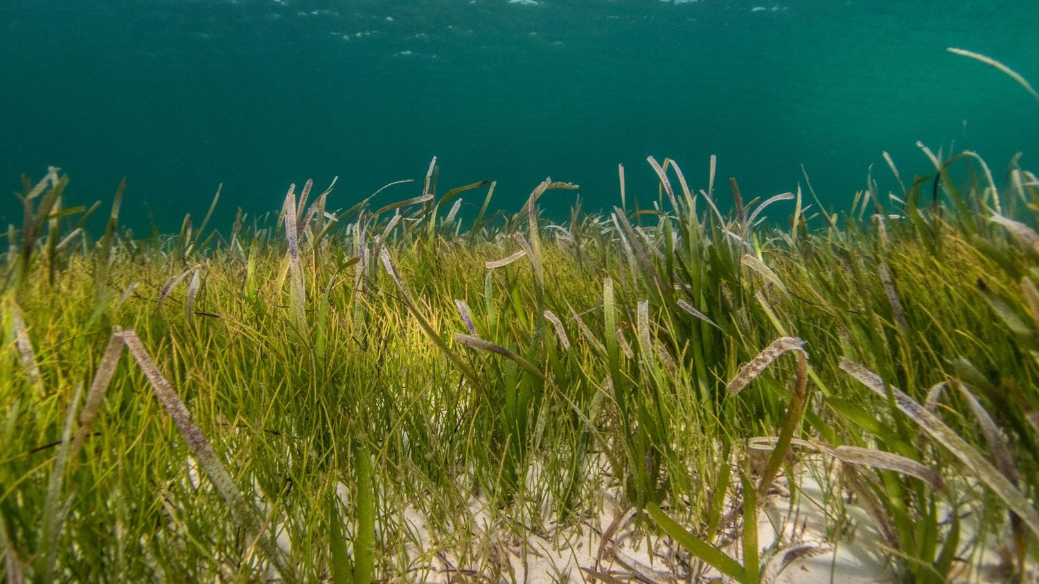 Monica Montefalcone, leading seagrass scientist, dies in Maldives diving accident, aged 51