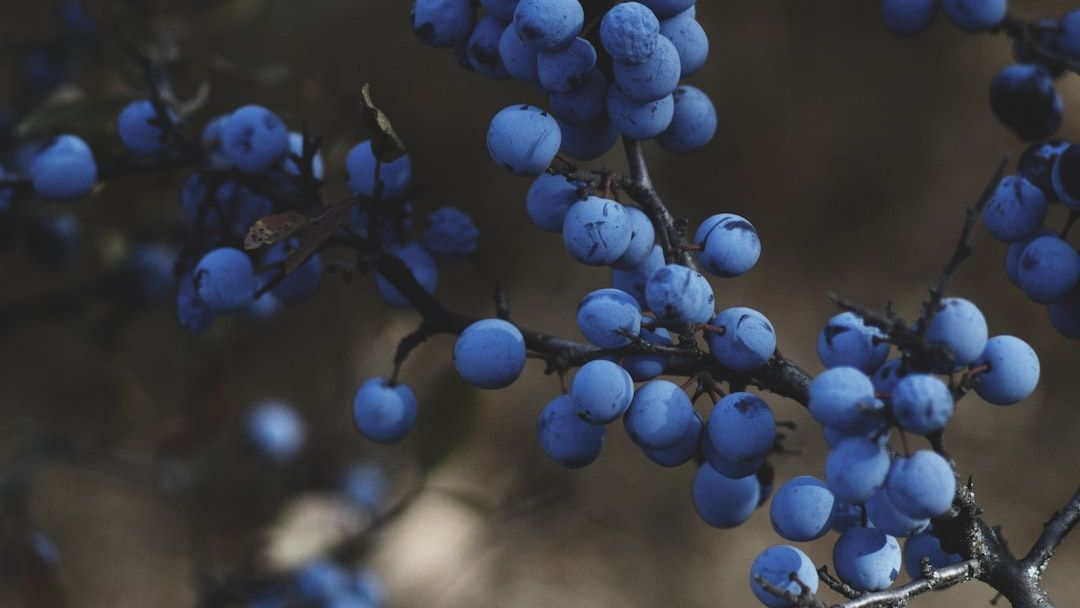 Berry Benefits: Ranking Summer Fruits by Their Antioxidant Density