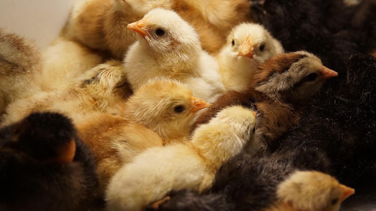 Lawmakers want USDA to maintain line speeds in poultry and pork plants, citing food safety