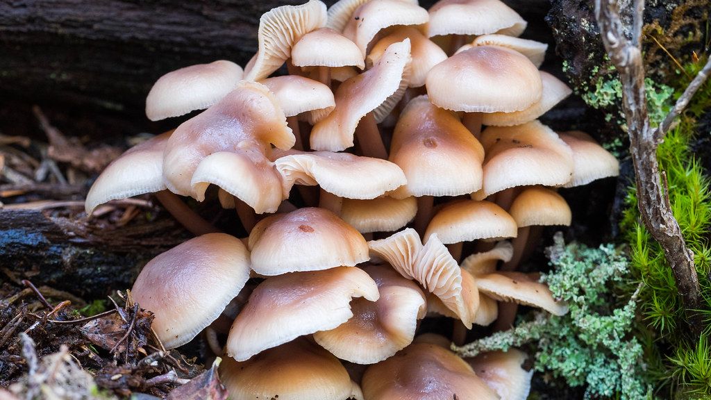 California wild mushroom outbreak has killed four