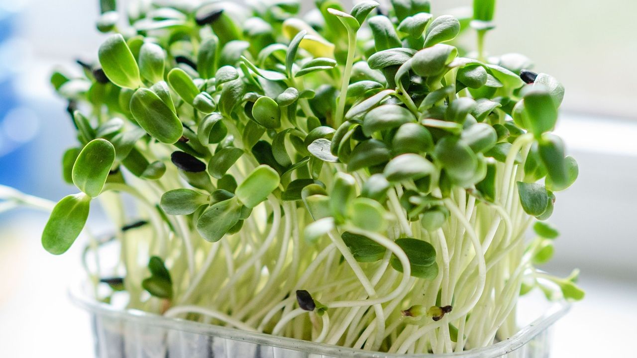 Microgreens recalled in Canada because of E. coli contamination