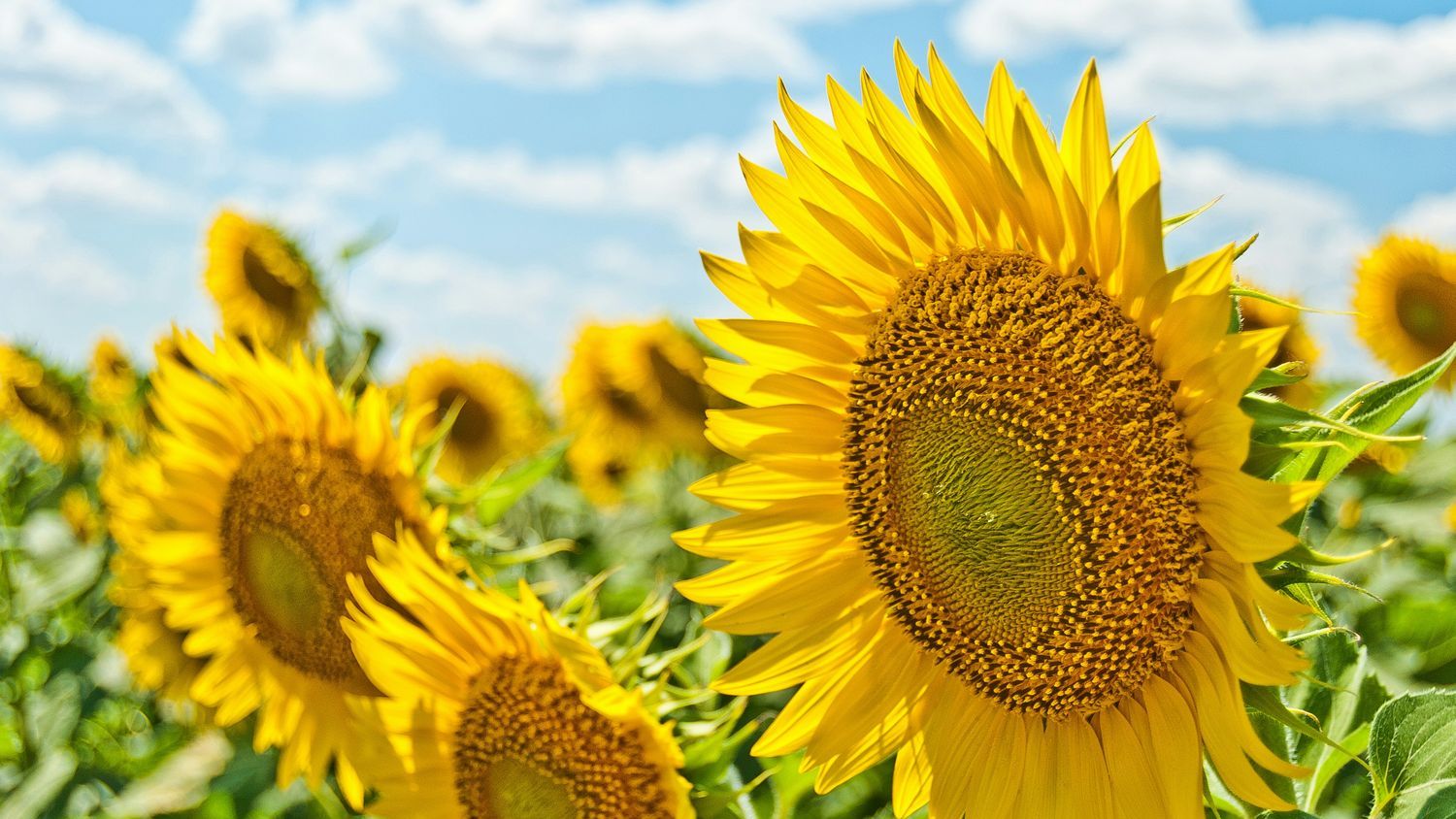 Summer Solstice: 7 Astrological Traits To Know About Midsummer and Have Fun Celebrating