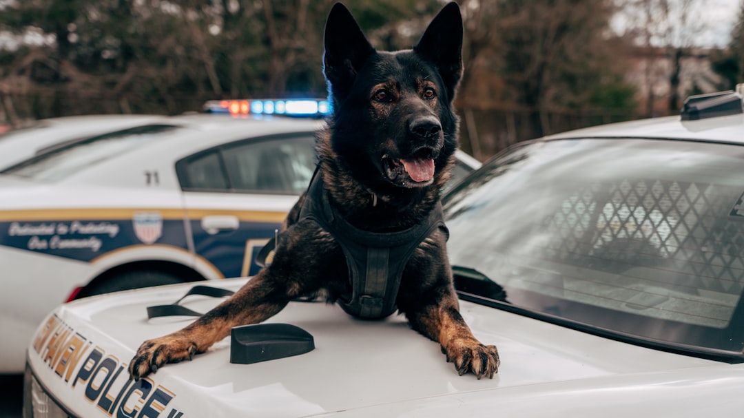 How 2 dogs are making big busts in the Chicago suburbs