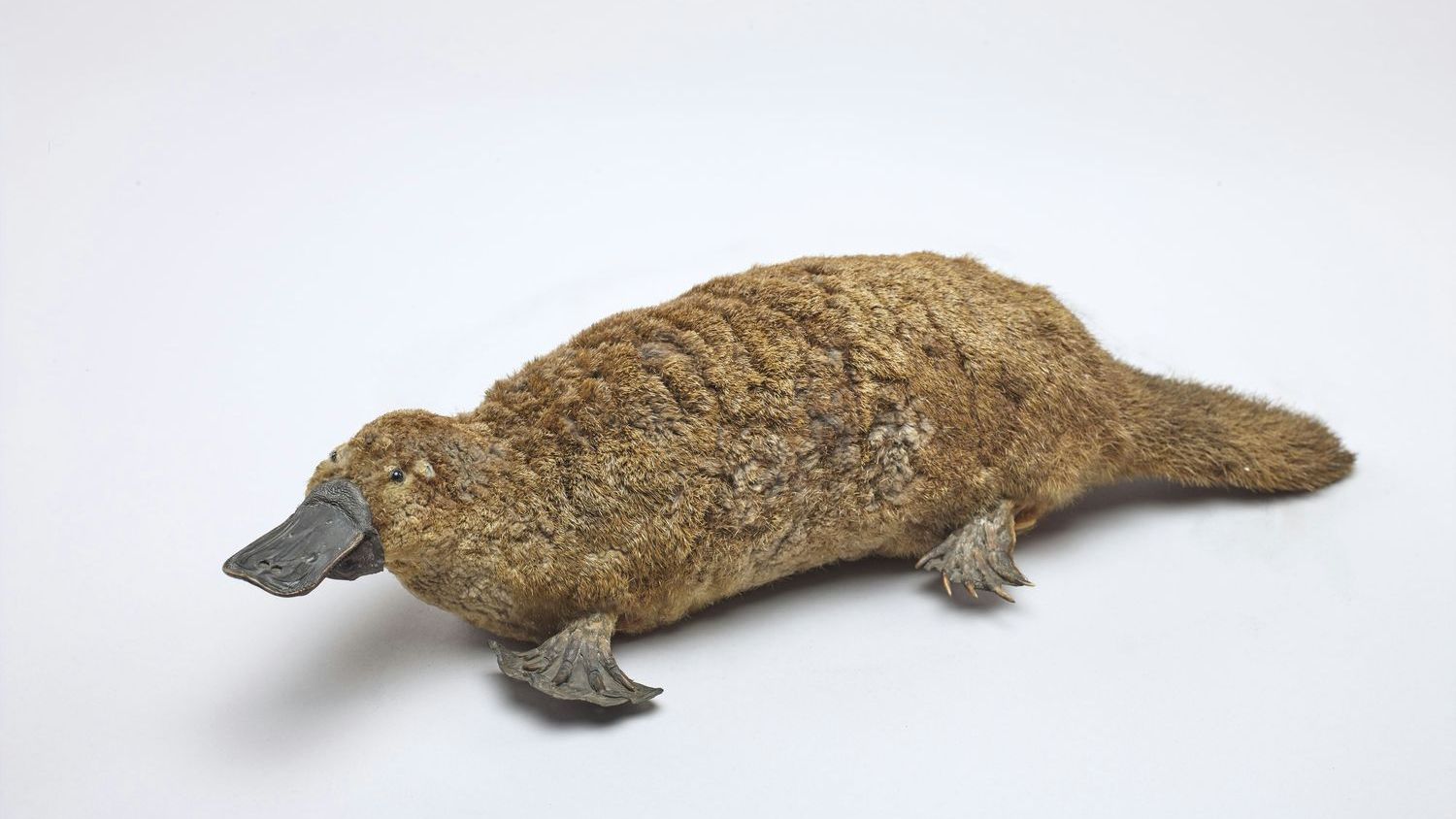 An Australian icon, the platypus is struggling — and scientists still lack answers