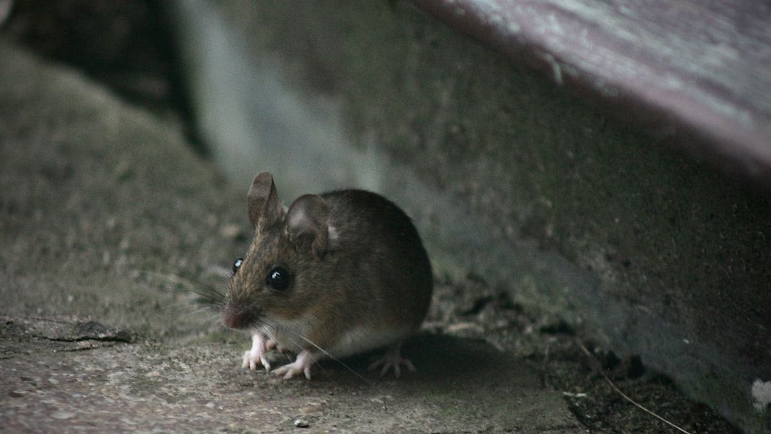 Court gives judgement in Aldi pest control case