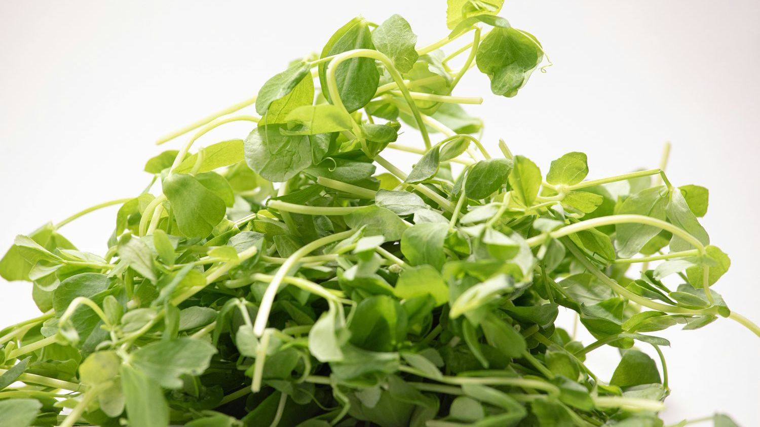 Microgreens being recalled in Canada because of E. coli