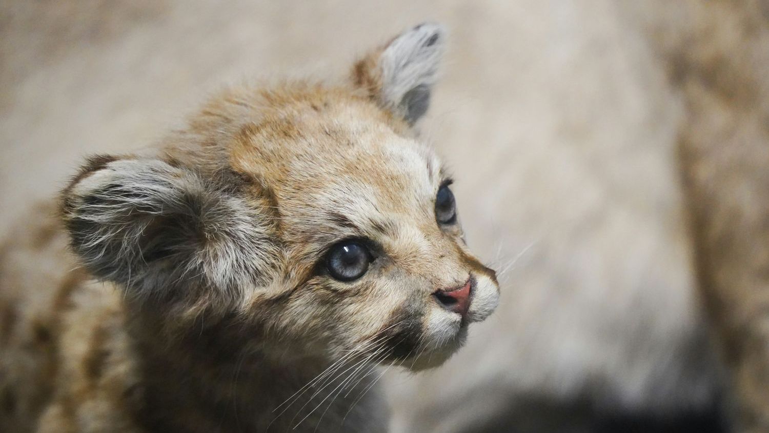 Three baby pumas born in Minnesota, US, is a first in more than 100 years
