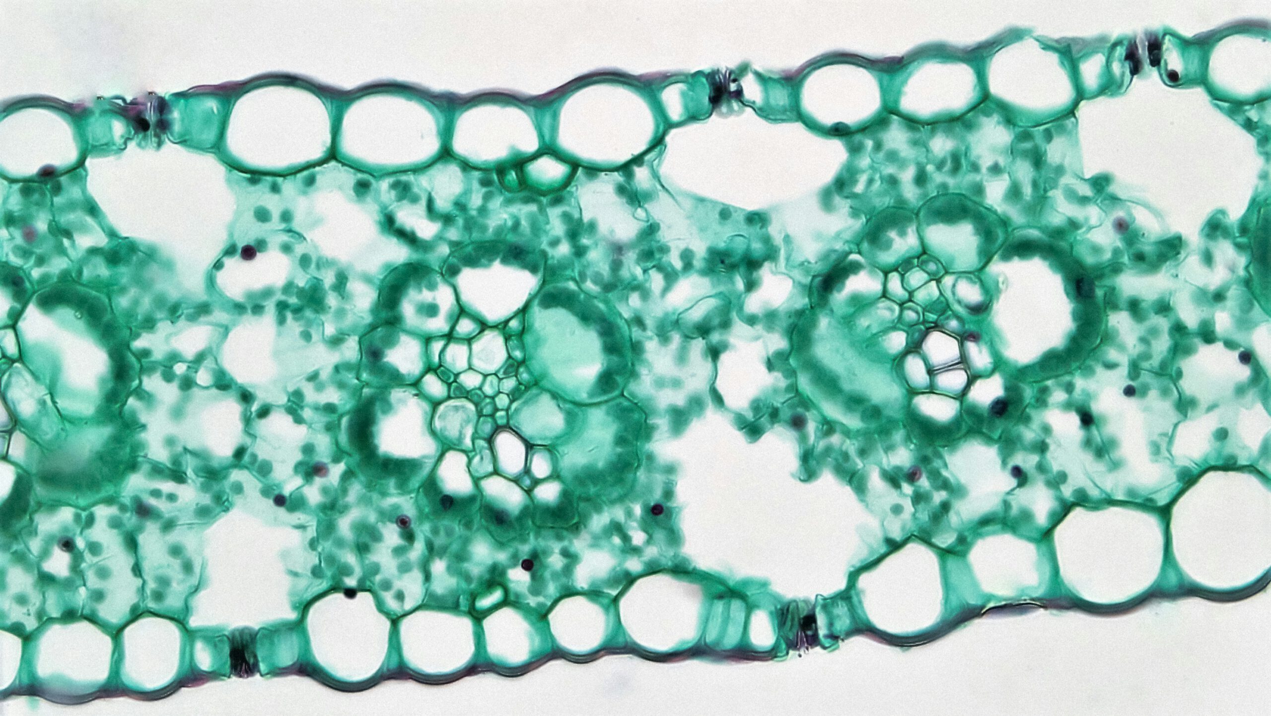 Scientists discover the nutrient that can supercharge cellular energy