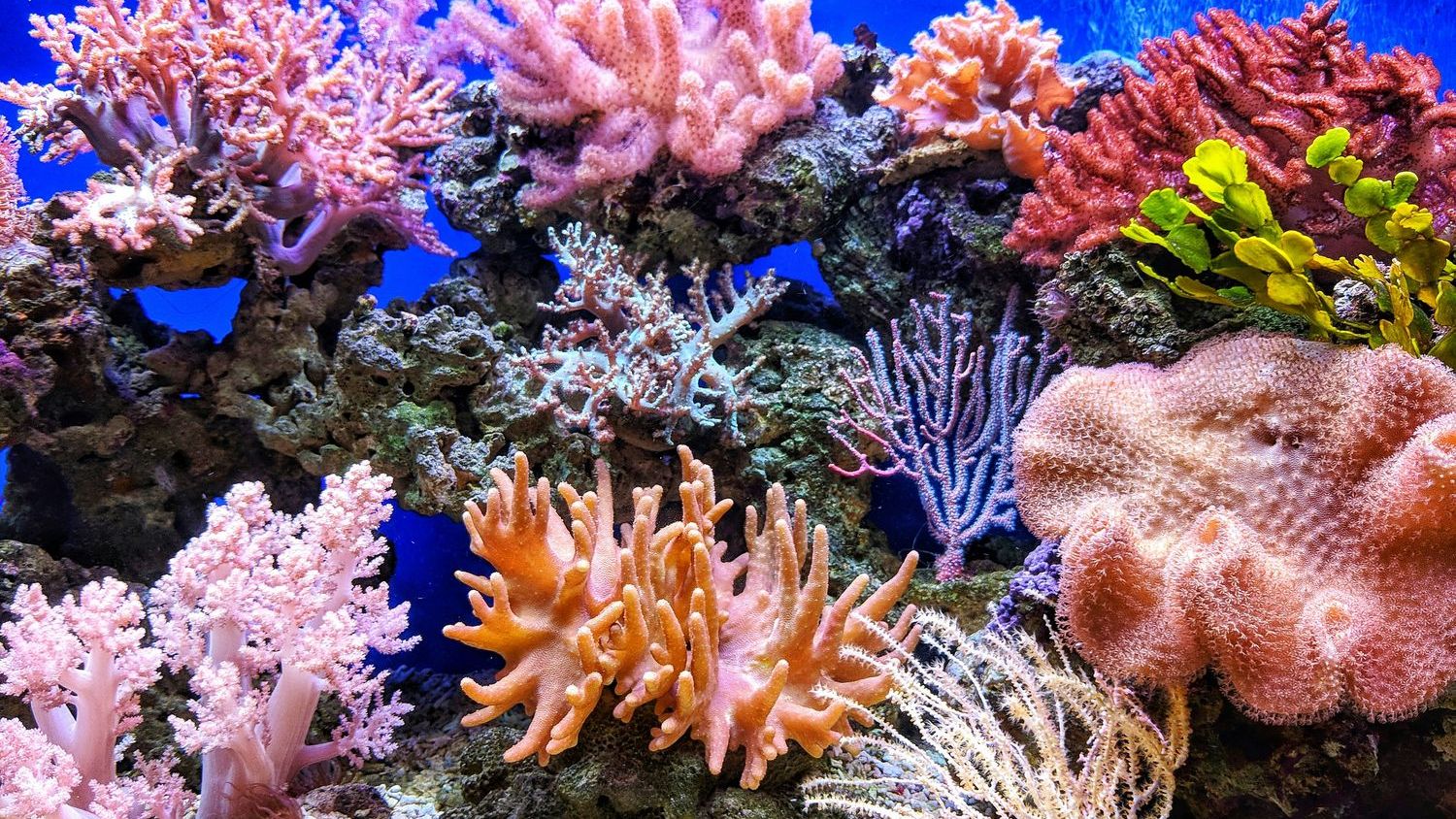 More than 1,000 uncharted coral reefs mapped in vast, understudied northern Australia