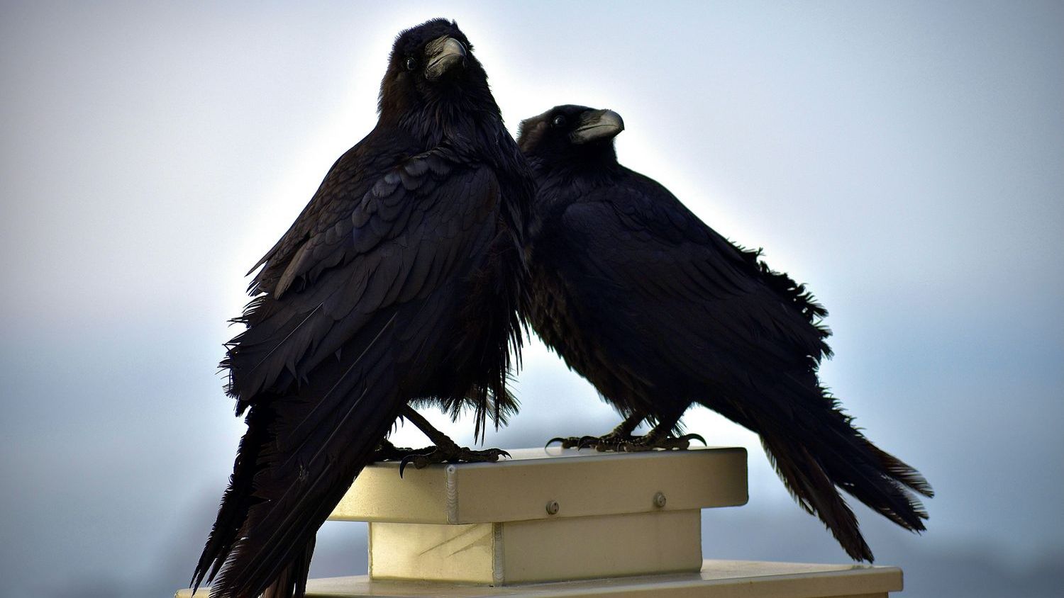 Wild Cam: When wolves kill, ravens saddle up to the table